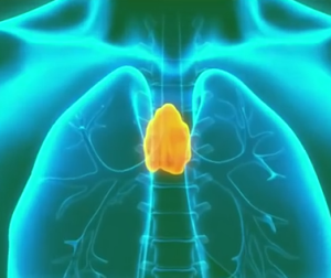 Thymus Gland