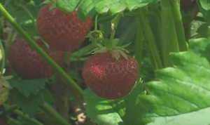 strawberries calories