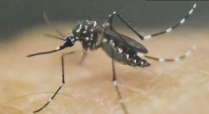 aedes aegypti mosquito zika virus