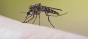 zika virus aede aegypti mosquito