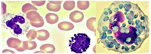 Basophils Normal Range Low High Function Health Momma